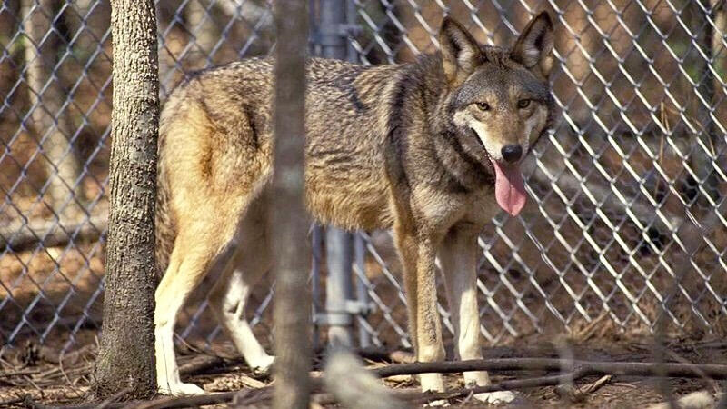 Image source: United States Fish and Wildlife Service