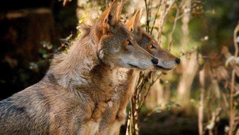 Image source: United States Fish and Wildlife Service