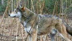 Image source: United States Fish and Wildlife Service