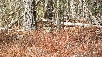 Image source: United States Fish and Wildlife Service